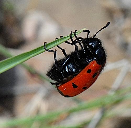 Réf. 244 284 : Mylabris quadripunctata